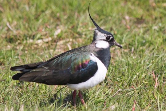 Landm�nd og ornitologer vil redde viben