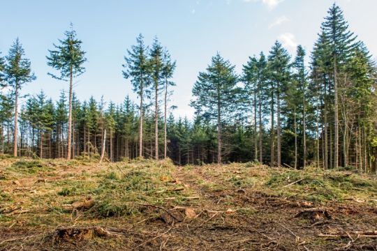 Tiltalt for rydning af fredet omr�de