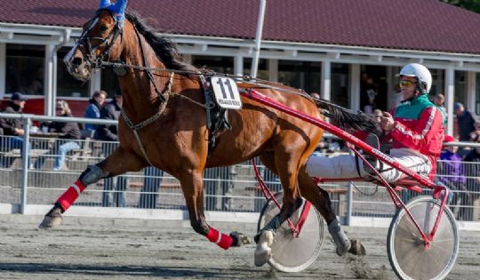 Ung travhest f�rdig som v�ddel�ber