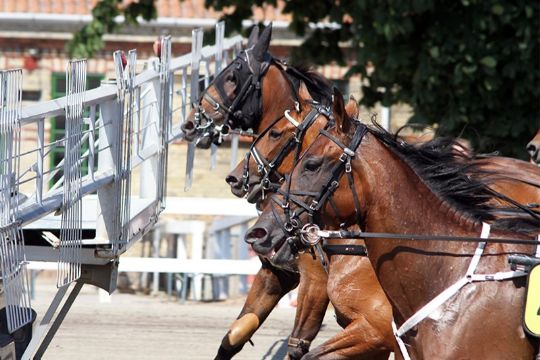 Fortsat massiv k�belyst i hovedstaden