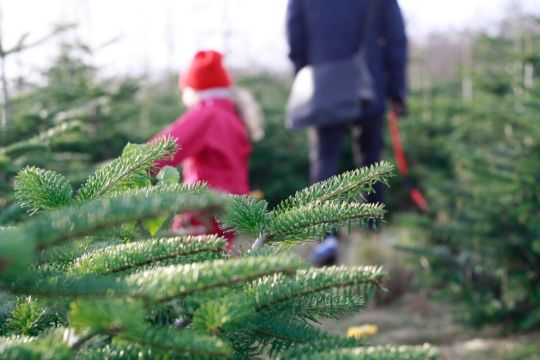 Miniportr�t af to popul�re juletr�er