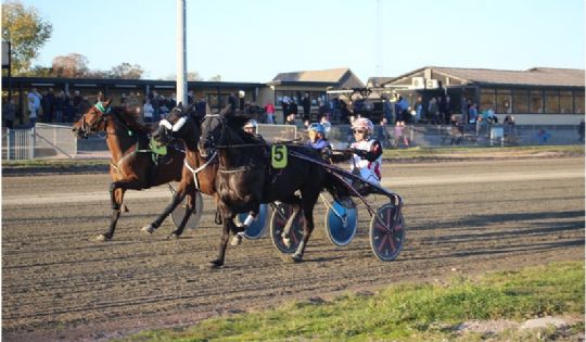 Travhest solgt til Bornholm