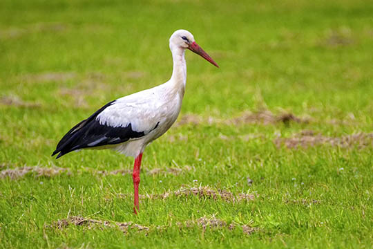 �rets f�rste stork set ved Aakirkeby