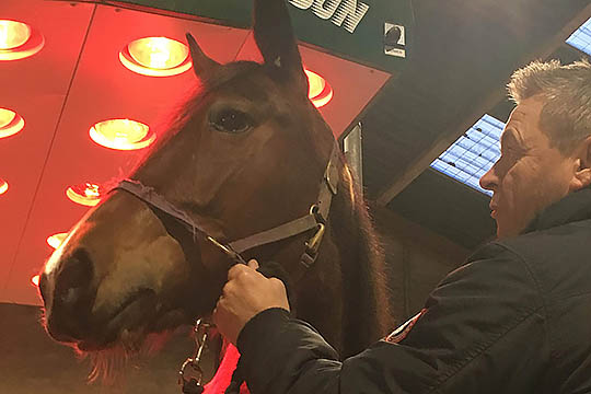 Ny travhest i tr�ning hos Healthy Horse