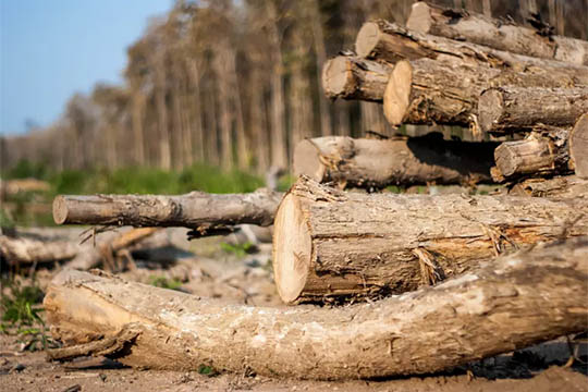 Museum mangler ressourcer til at screene skove