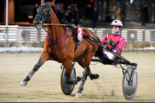 Nye travheste ankommer i dag