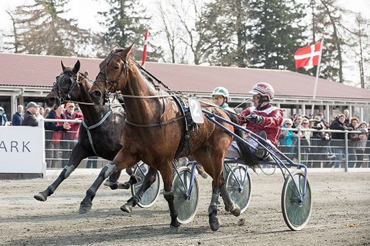 Travbanen skal have flere heste til start