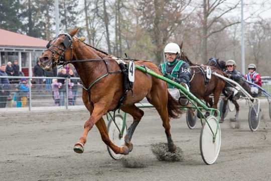 Kaas gl�der sig til sejrshoppes f�rste afkom