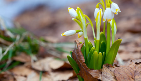 For�ret er lige om hj�rnet