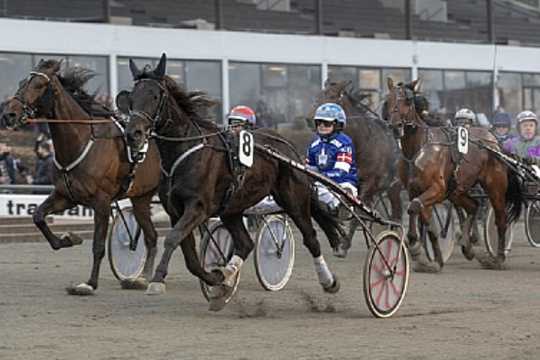 Topl�b af ny bornholmerhest i K�benhavn