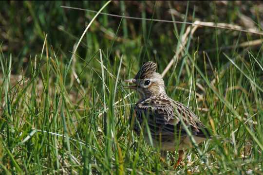 Tr�kfuglene er styret af vejret