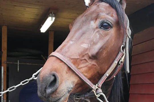 Her er jokeren hos bornholmsk EM-kusk