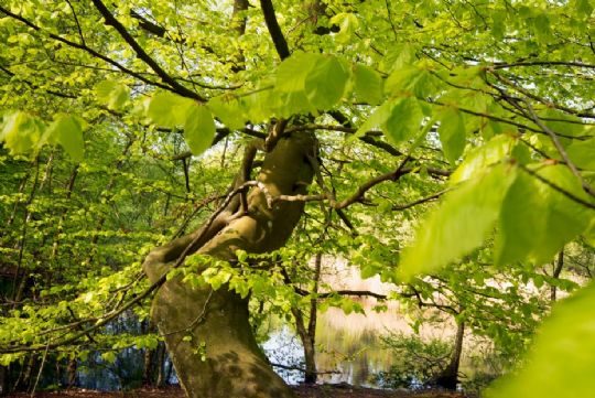 B�getr�et har 4.000 �r p� bagen