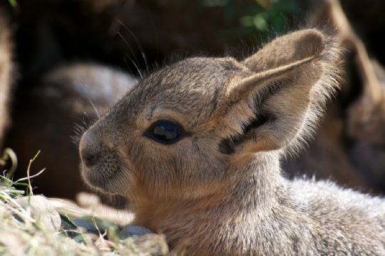 Lad harens killinger v�re i fred