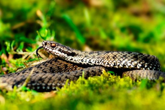 Med solen kommer hugormen