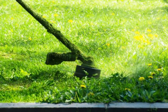 M�lkeb�tten er tr�ls men smuk