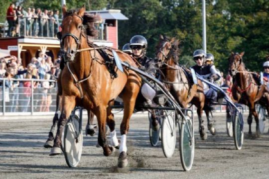 Kvindelig kusk overtager sejrshest