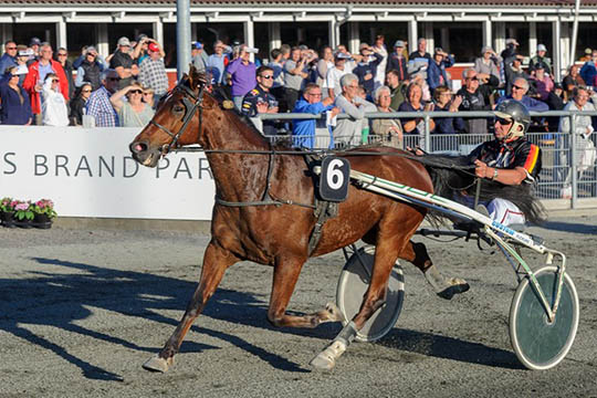 Ny hest i Stefan Lind-Holms stald