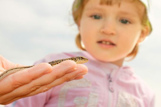 Nu v�gner krybdyrene