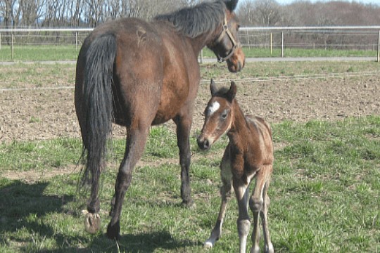 Hingst er blevet far for f�rste gang