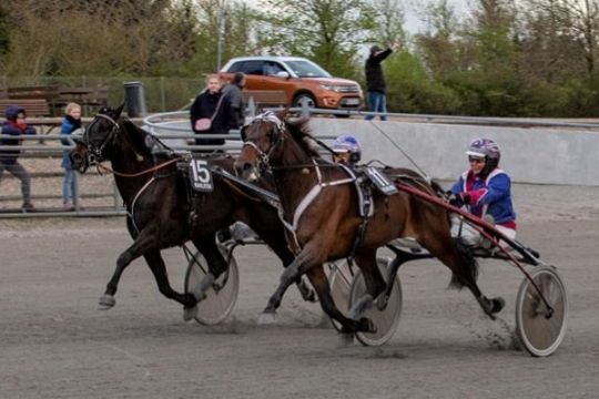 Ny travhest til Bornholm