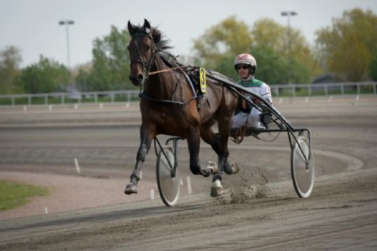 Kvinde nu mest vindende travtr�ner