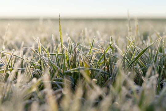 Frostvejr om sommeren