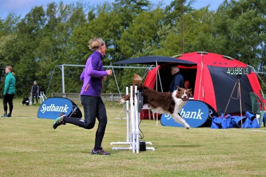 Hunde l�b ind i den digitale verden