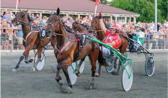 Tophest til Danmarks toptr�ner