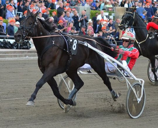 Gommans hyrer travkongen i Danmark