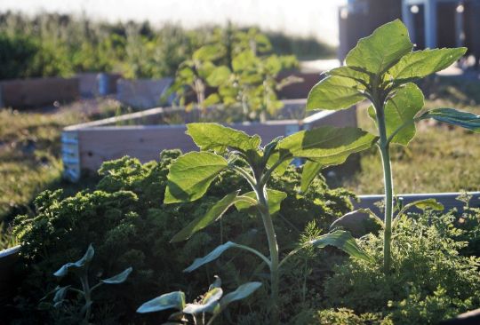 H�jbede er popul�re