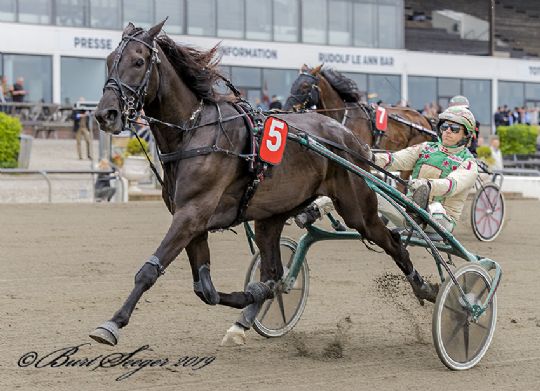 Topchance til dellejet bornholmsk travhest