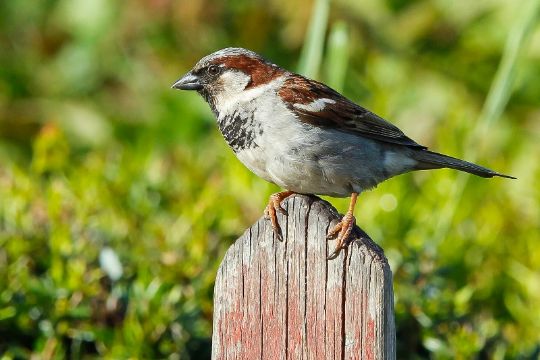 Gr�spurvene bliver f�rre