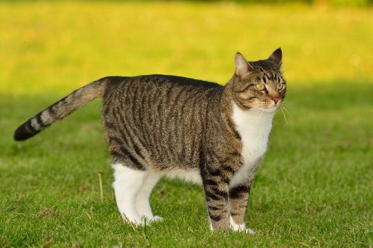 Neutralisering af hankatten