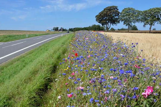 Hele Danmark skal blomstre