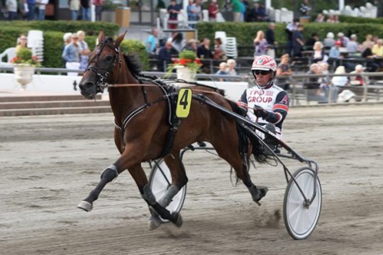 Stutteri jagter svenske vinderblomster