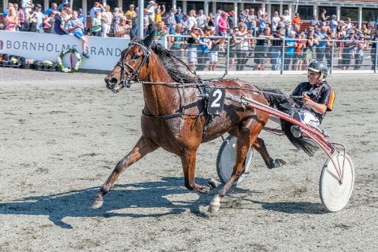 Helt vild pr�station af 5-�rig travhest