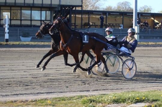 Ung travtr�ner tror p� stor fredag