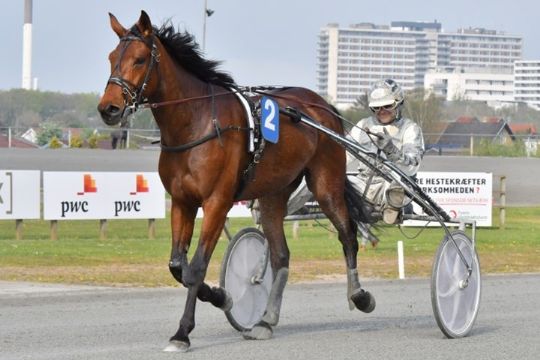 Topchance for travhest i Odense