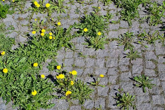 Ingen ukrudt mellem fliserne