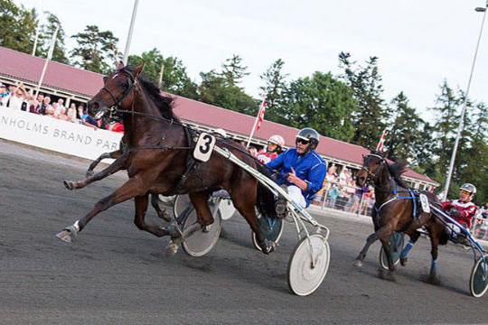 Tippet hest p� travbanen m� udg�