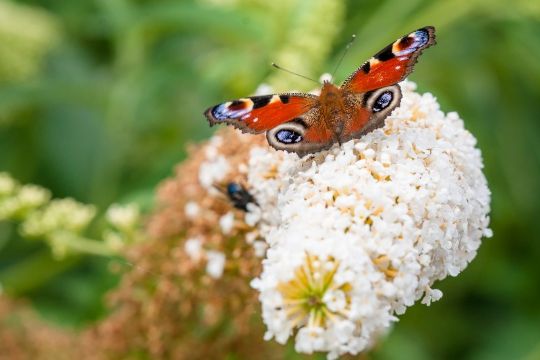 En sommerfugl der skratter