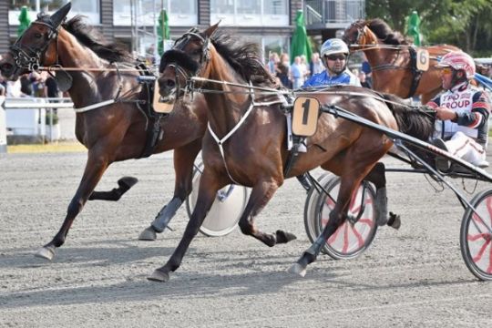 Bornholmsk delejet hest til tops p� Fyn