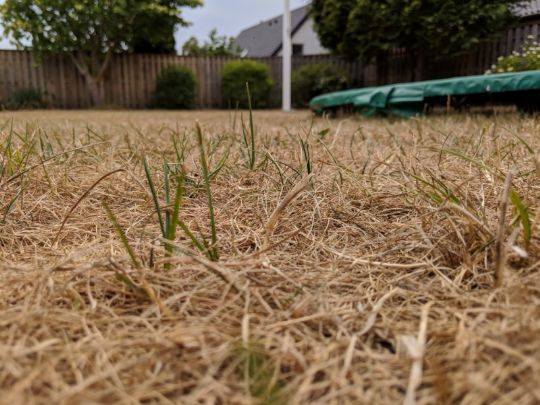 S� efter med gr�sfr�