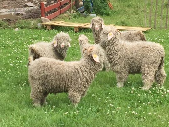 Angoraland fejrer sin 25. s�son