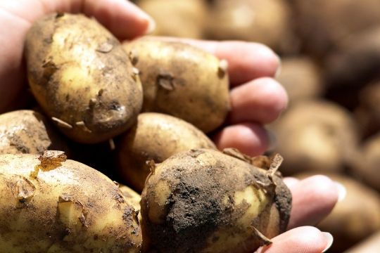 Nye kartofler ogs� sidst p� sommeren