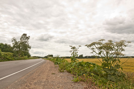 Pas p� vild pastinak i gr�ftekanterne