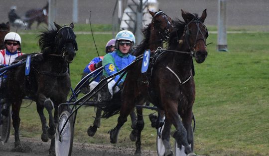 Ny travhest handlet til Bornholm