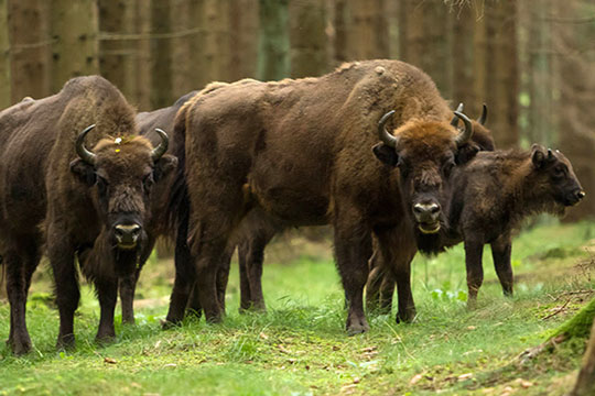 Milj�minister indvier Bisonstien