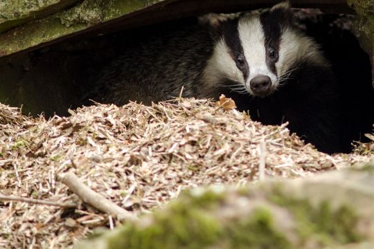 Hold �je med bj�rnespor i naturen